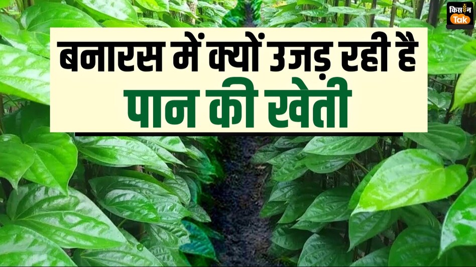 Betel Cultivation: उजड़ रही है बनारसी पान की खेती, बचाने के लिए किसानों को 50 फीसदी अनुदान दे रही सरकार Betel Cultivation: उजड़ रही है बनारसी पान की खेती, बचाने के लिए किसानों को 50 फीसदी अनुदान दे रही सरकार