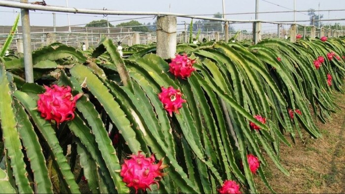 विदेशी फल की खेती (सांकेतिक तस्वीर)