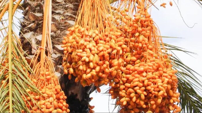 खजूरी की खेती कैसे करें (सांकेतिक तस्वीर)