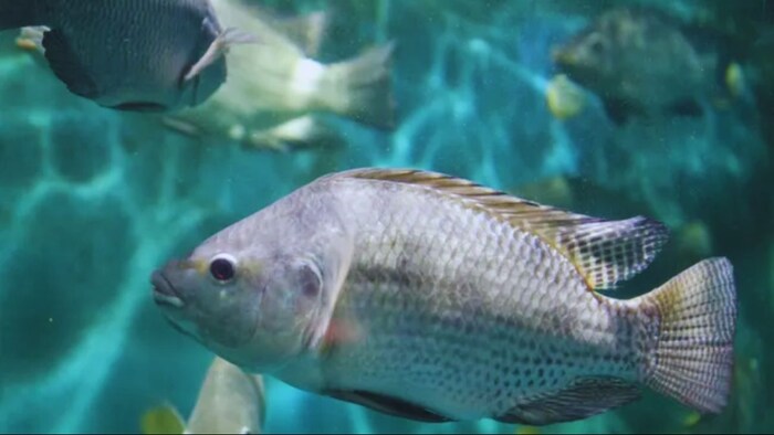 Tilapia fish