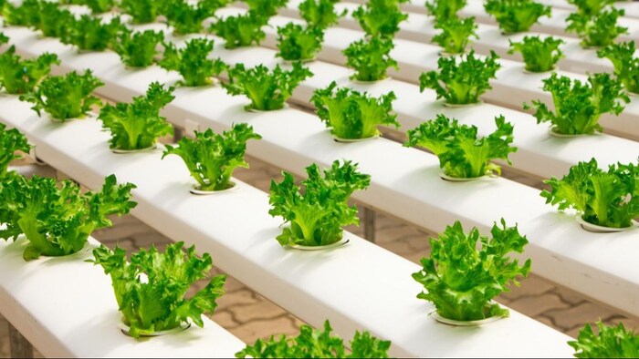 हाइड्रोपोनिक तकनीक से करें खेती