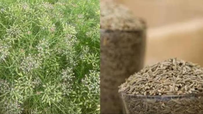 अब जल्द सस्ता होगा जीरा. (सांकेतिक फोटो)