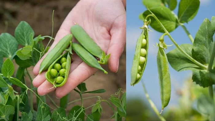 कृषि वैज्ञानिकों ने मटर में बीमारी का पता लगाया.