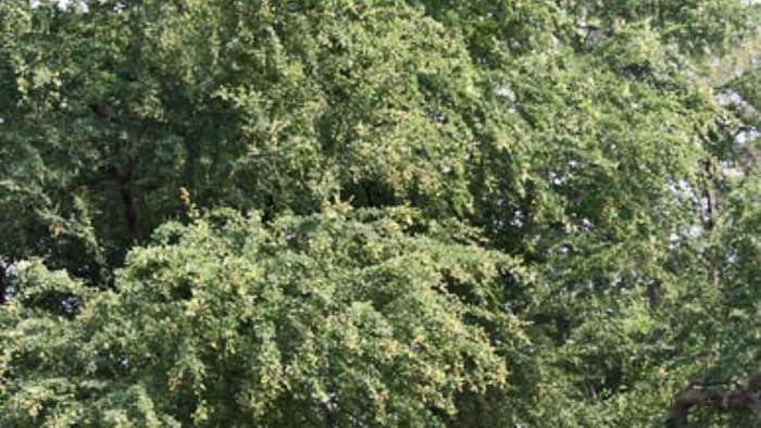 जानिए गंगा इमली के फायदे