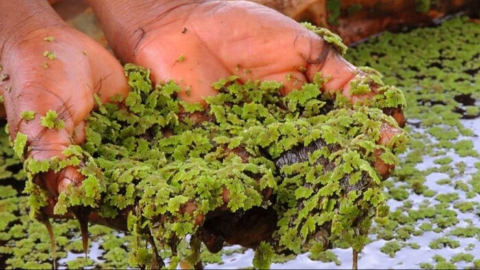 5 दिन में बढ़कर दोगुना हो जाता है ओजोला की खेती का आकार