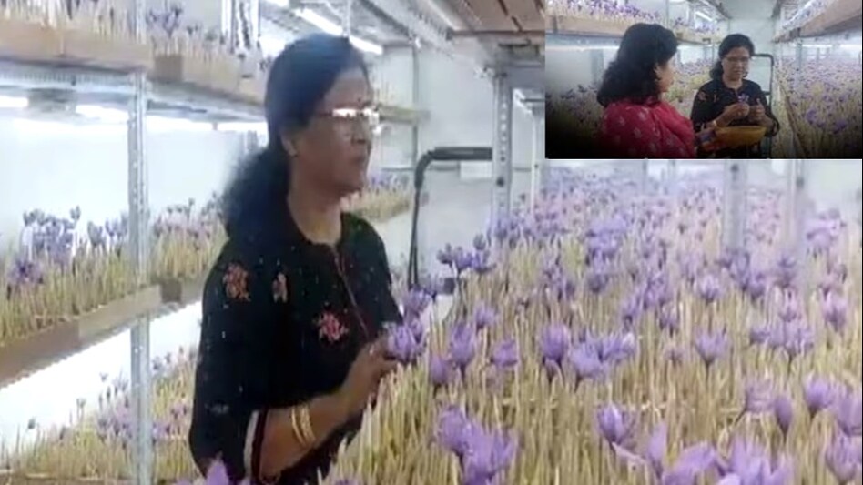Saffron Farming: सास और बहू ने मिलकर एक हॉल में उगा दिया कश्मीर का केसर, जिले की महिलाओं को दिखाई राह Saffron Farming: सास और बहू ने मिलकर एक हॉल में उगा दिया कश्मीर का केसर, जिले की महिलाओं को दिखाई राह