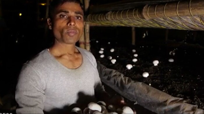Mushroom Farming