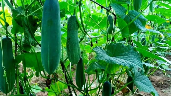 बालम खीरा (सांकेतिक तस्वीर)