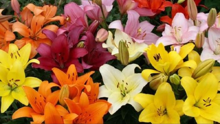 400 रुपये में बिकता है ये फूल