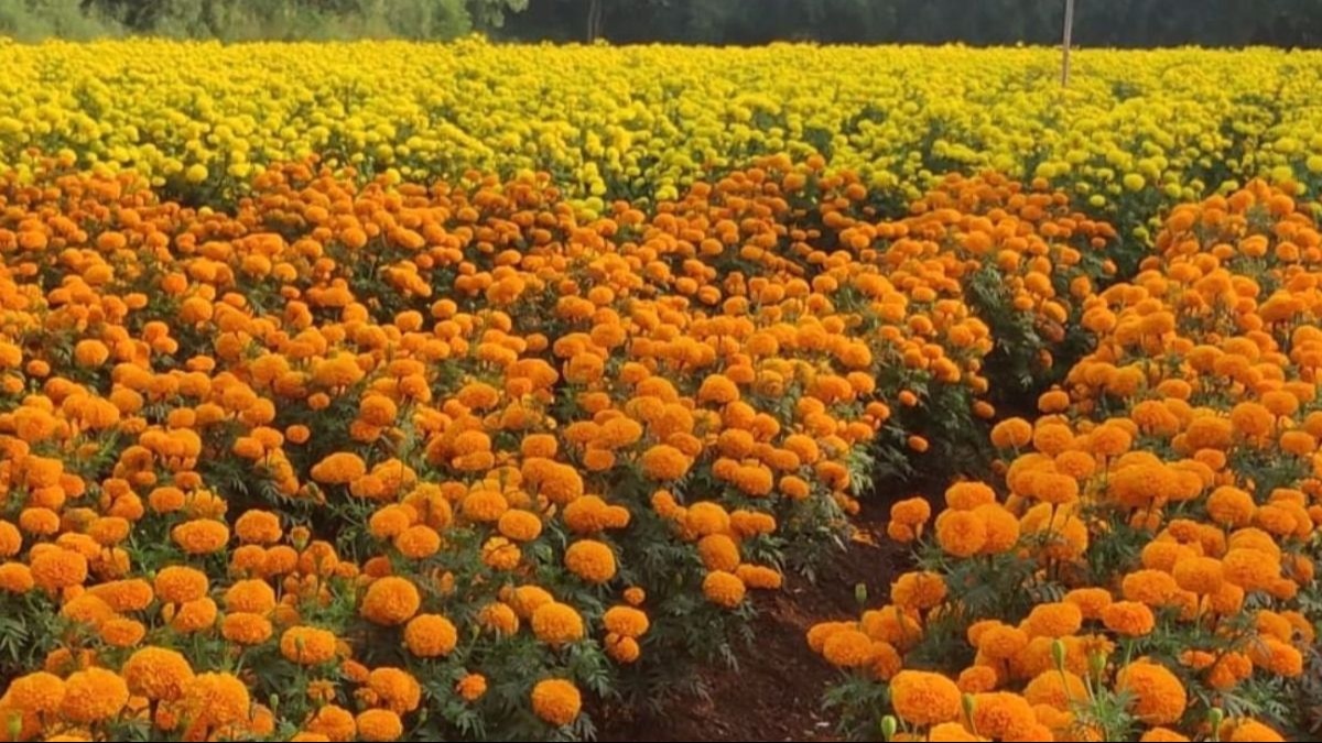 एक हेक्टेयर गेंदे की खेती पर कितना आएगा खर्च? शुद्ध लाभ का हिसाब भी जानिए