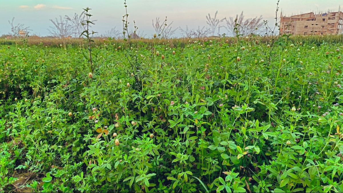 खास है ये घास