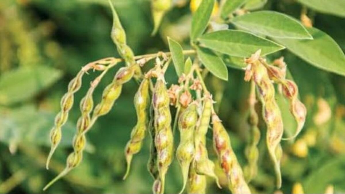 मटर को गेरूआ रोग से बचाने का तरीका