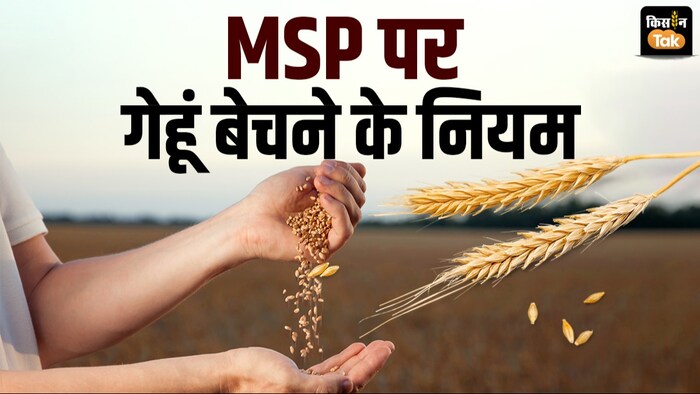 MSP पर गेहूं खरीद के क्या हैं नियम, जानें पूरी कहानी