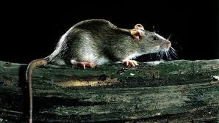 चूहों से फैलने वाले रोग को लेकर एडवाइजरी जारी (सांकेतित तस्वीर)