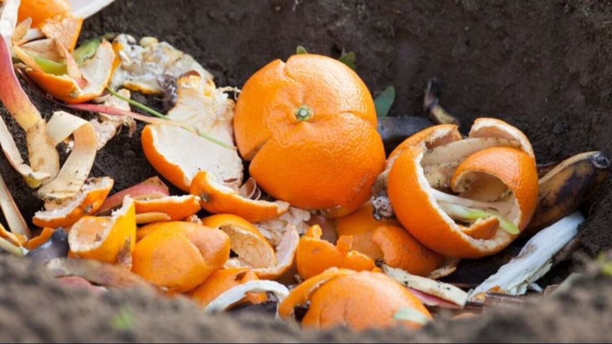 खाद भी गर्म होती है! घर में बनाएं कोल्ड कंपोस्ट और पौधों को सूखने से बचाएं