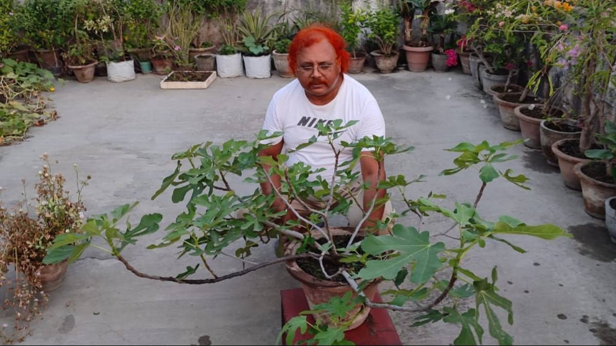 छत पर अंजीर उगा रहे संजय
