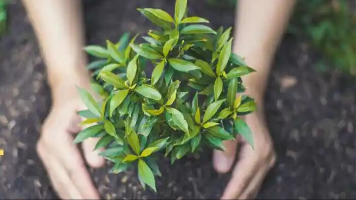 कन्या वन समृद्धि योजना