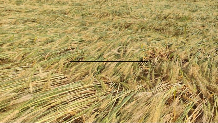 भारी बारिश से फसलों हुआ नुकसान