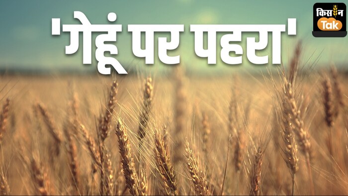 अब व्यापारियों को प्रत्येक शुक्रवार को गेहूं स्टॉक की जानकारी देनी होगी