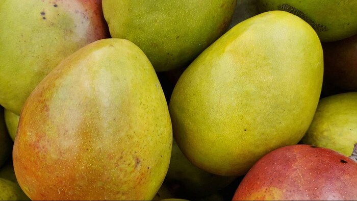 वलसाड का हाफूस पूरी दुनिया में मशहूर है