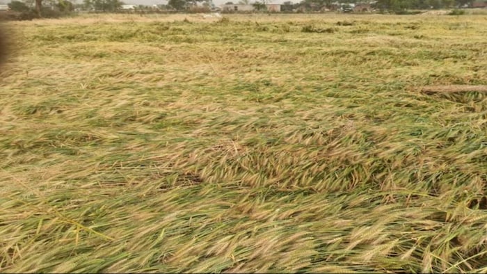 रेवाड़ी में बारिश के साथ ओलावृष्टि. (सांकेतिक फोटो)