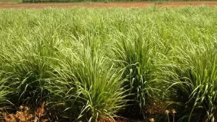 लेमन ग्रास की खेती