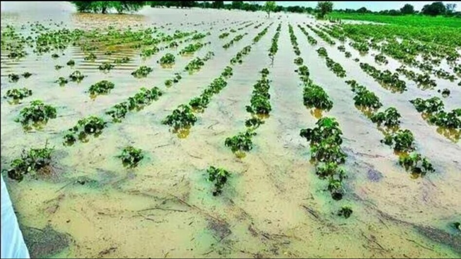 बारिश से आलू की फसल को पहुंचा नुकसान. (सांकेतिक फोटो)