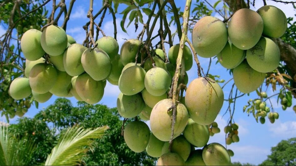 Mango: पेड़ पर भर-भर के आएंगे आम, बस एक चादर से करना होगा ये देसी जुगाड़ Mango: पेड़ पर भर-भर के आएंगे आम, बस एक चादर से करना होगा ये देसी जुगाड़