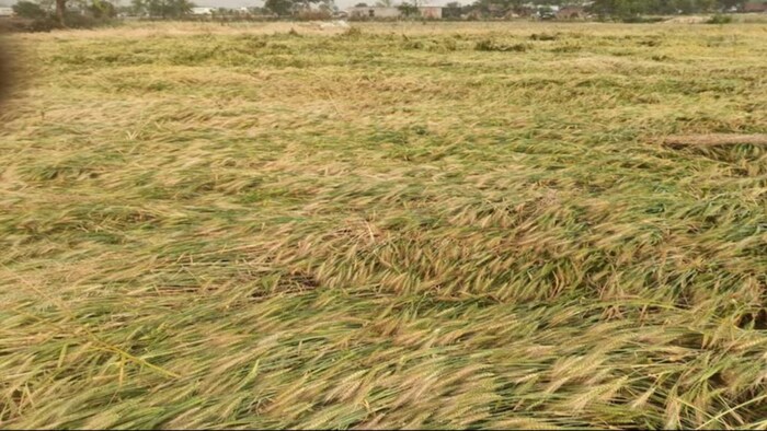 पंजाब में बारिश से गेहूं की फसल को पहुंचा नुकसान. (सांकेतिक फोटो)