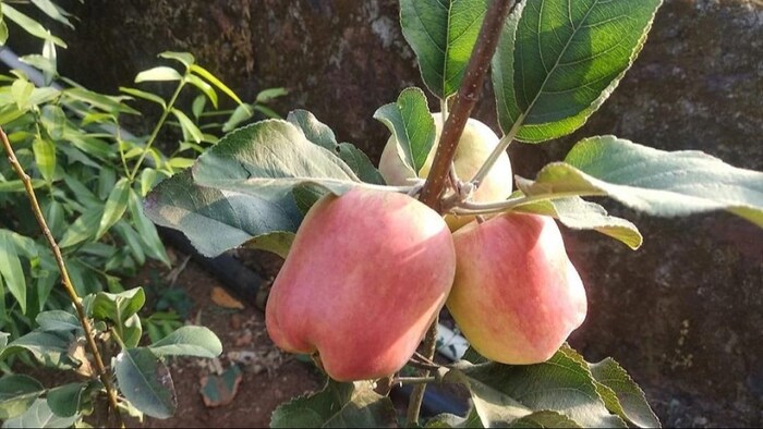 कर्नाटक में सेब की खेती. (सांकेतिक फोटो)