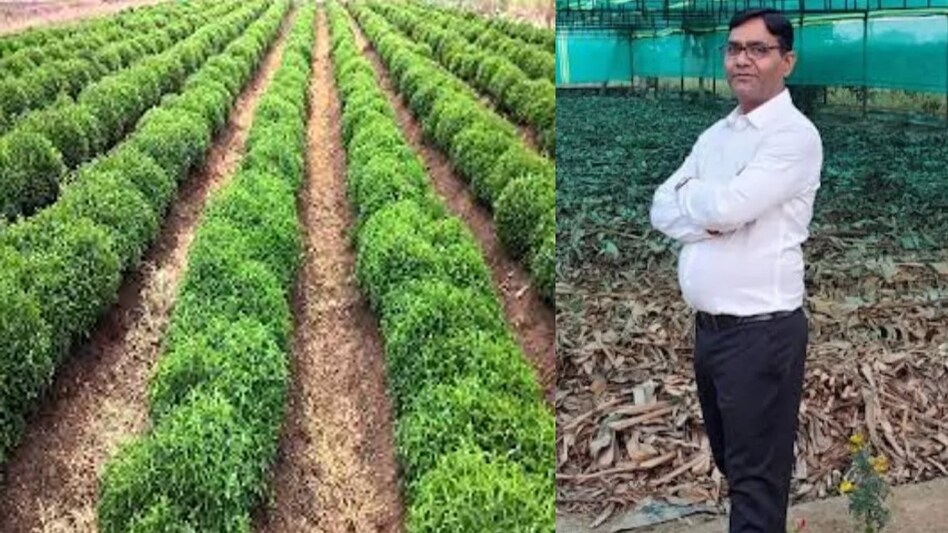 Success story: फार्मा की नौकरी छोड़ शुरू की कॉन्ट्रैक्ट फार्मिंग, तीन साल में एक करोड़ का हुआ टर्नओवर Success story: फार्मा की नौकरी छोड़ शुरू की कॉन्ट्रैक्ट फार्मिंग, तीन साल में एक करोड़ का हुआ टर्नओवर