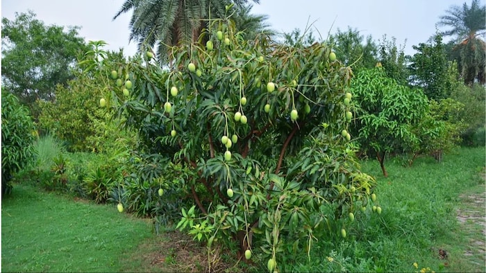 आम के पेड़ों की सिंचाई कब करें?