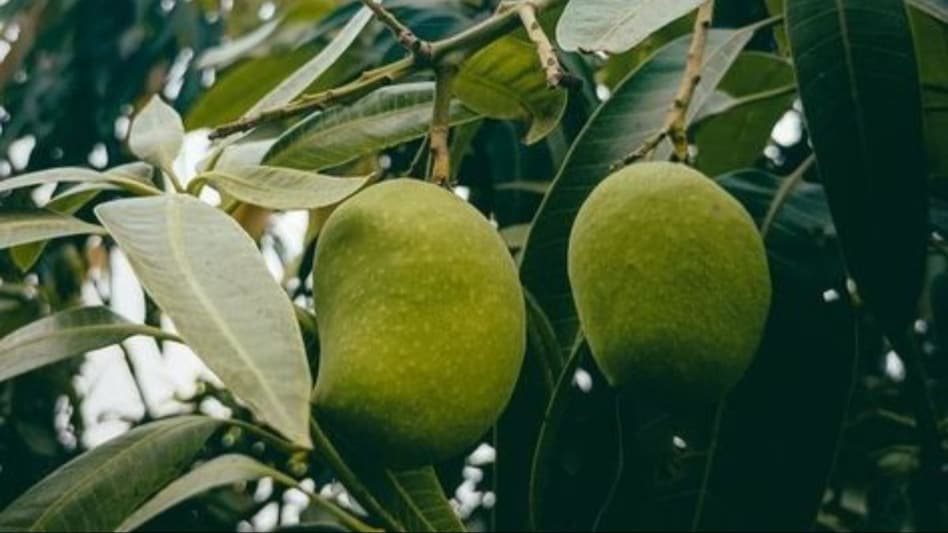 आम में हर साल क्यों नहीं लगते फल? इसके पीछे क्या है वैज्ञानिकों की राय? आम में हर साल क्यों नहीं लगते फल? इसके पीछे क्या है वैज्ञानिकों की राय?