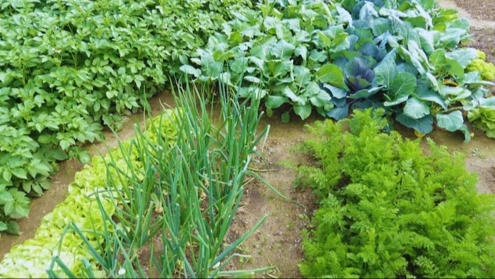 सब्जी की खेती से किसान हुआ मालामाल. (सांकेतिक फोटो)