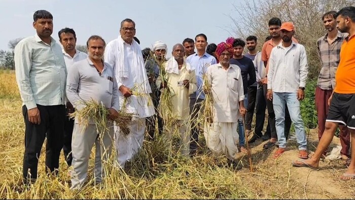 रेवाड़ी में ओलावृष्टि से गेहूं की फसल बर्बाद.