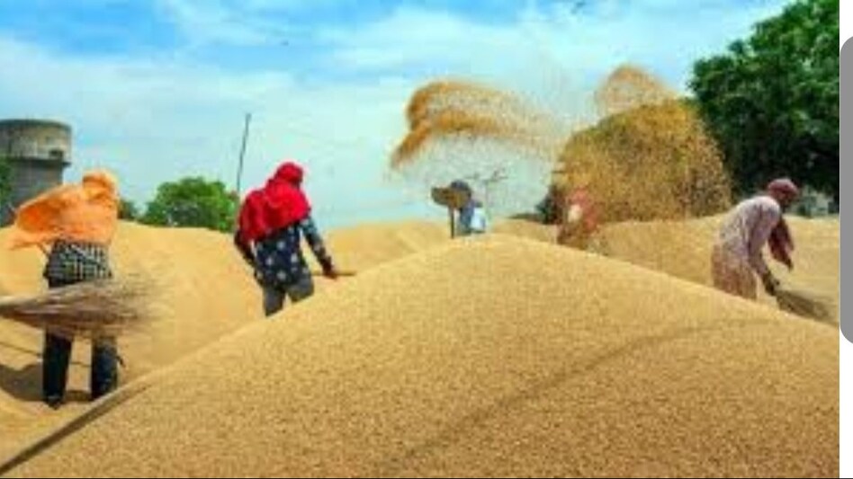 Wheat Price: मांग से ज्यादा गेहूं का उत्पादन, एक्सपोर्ट बैन...फिर कौन बढ़ा रहा महंगाई?  Wheat Price: मांग से ज्यादा गेहूं का उत्पादन, एक्सपोर्ट बैन...फिर कौन बढ़ा रहा महंगाई?