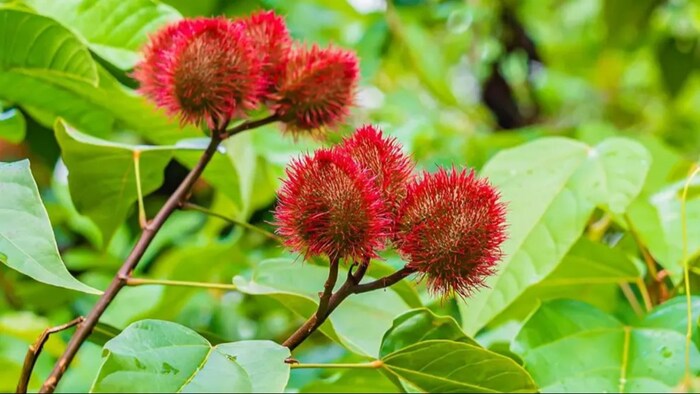 सिंदूर के पौधे पर शोध करने से प्राकृतिक रंगों को मिलेगा बढ़ावा