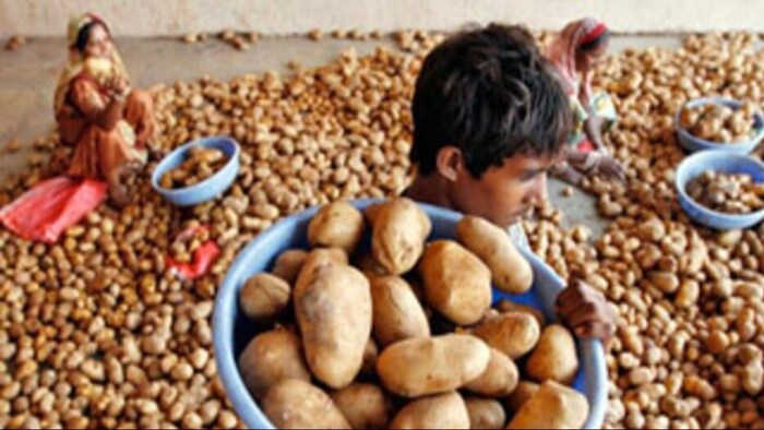 ज्योति और चंद्रमुखी आलू की कीमत में गिरावट का अनुमान.