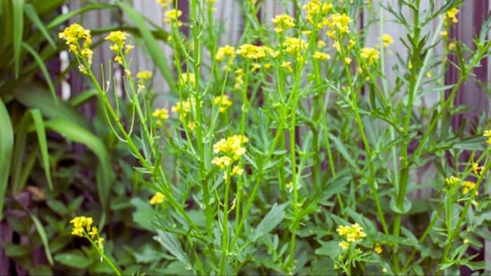 ये है दुनिया का सबसे खतरनाक खरपतवार (सांकेतिक फोटो)