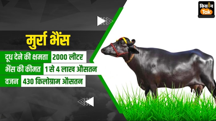 ये है मुर्रा नस्ल की भैंस