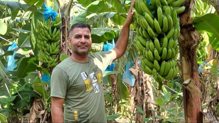 केले की खेती से कमा रहे मुनाफा