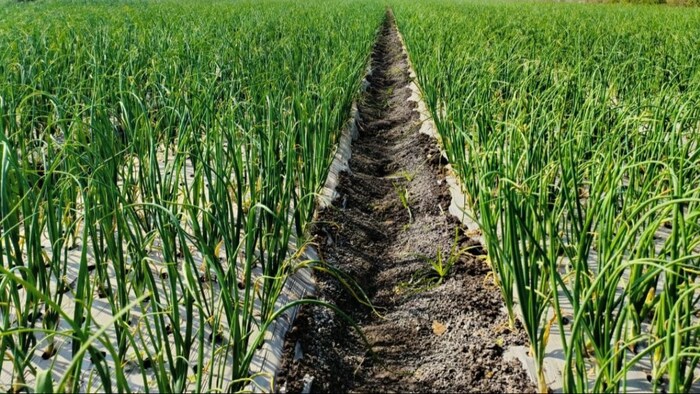 प्याज़ की खेती