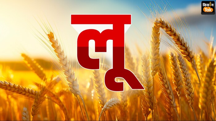 अप्रैल में लू का अलर्ट, गेहूं को कितना नुकसान