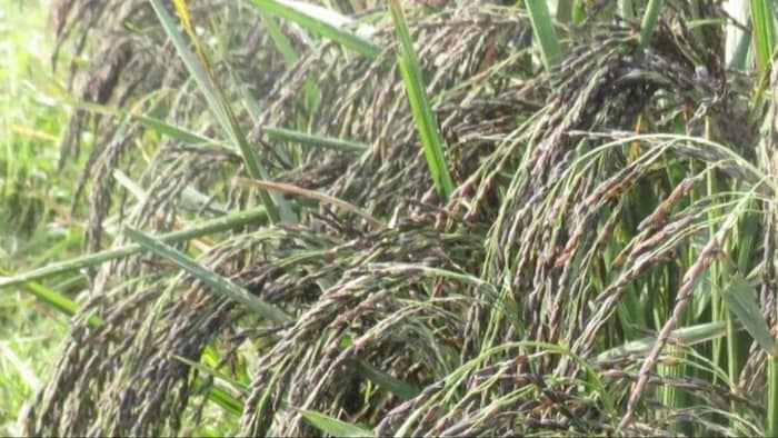 केंद्र ने काला नमक चावल निर्यात को मंजूरी दी.