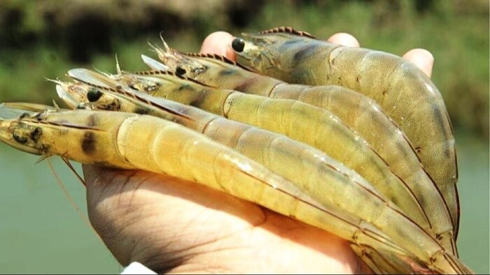 जानिए झींगा में होने वाले रोगों के बारे में