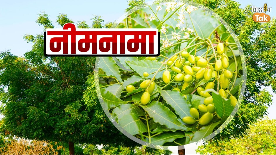 Benefits of Neem: किसी हकीम से कम नहीं है नीम... यूरिया बचाए, कम लागत में कीट-बीमारी को दूर भगाए Benefits of Neem: किसी हकीम से कम नहीं है नीम... यूरिया बचाए, कम लागत में कीट-बीमारी को दूर भगाए