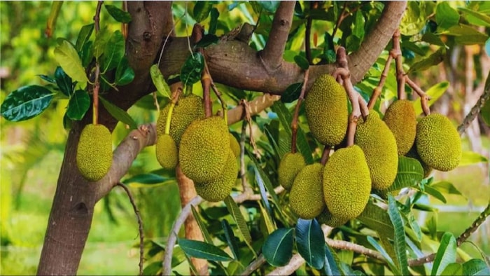 कटहल के फलों के गिरने की वजह