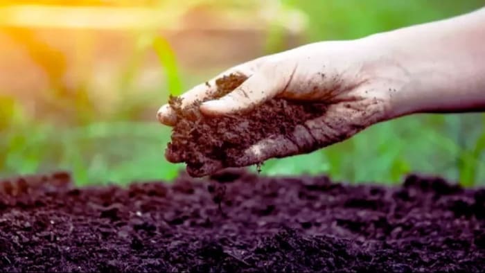 जानिए फुल्विक एसिड के बारे में जो मिट्टी में पोषक तत्वों को बढ़ता है