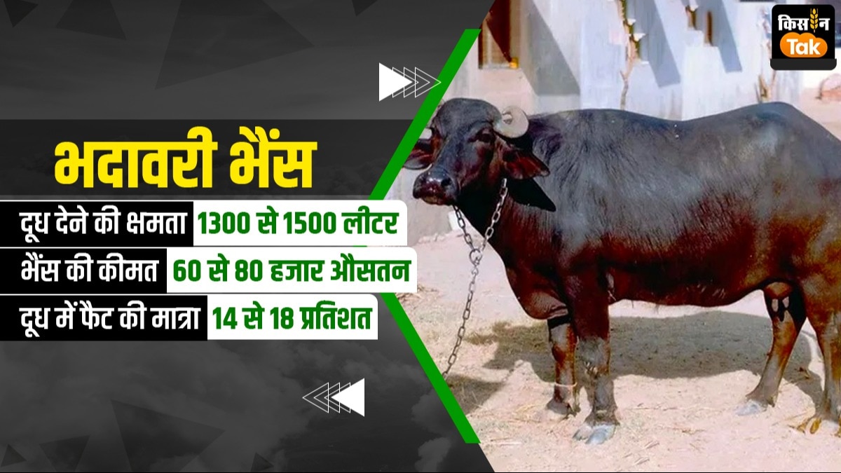 बेहद खास है ये भदावरी नस्ल की भैंस