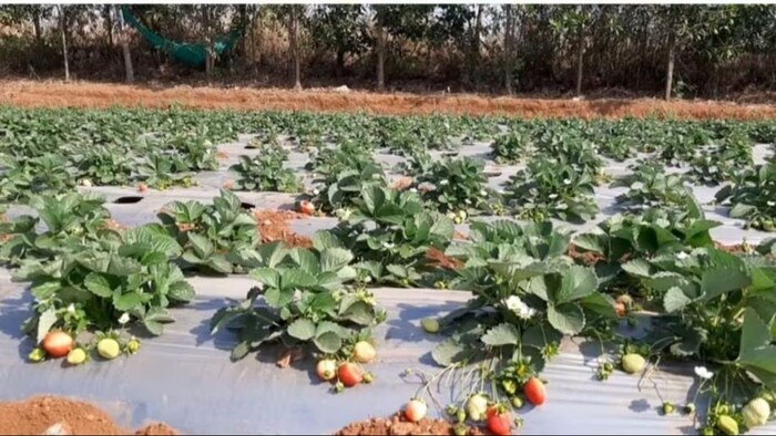 स्ट्रॉबेरी की खेती